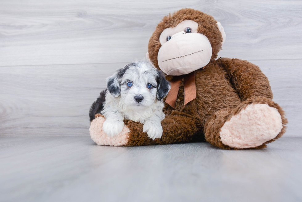 Energetic Aussiepoo Poodle Mix Puppy