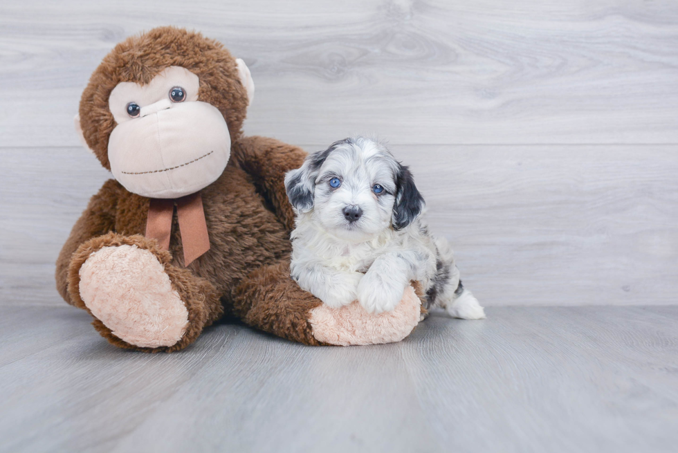 Little Aussiepoo Poodle Mix Puppy