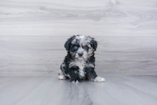 Little Aussiepoo Poodle Mix Puppy