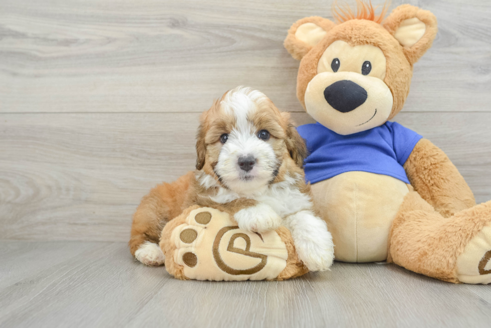 Small Mini Aussiedoodle Baby