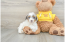 Cute Mini Aussiedoodle Baby