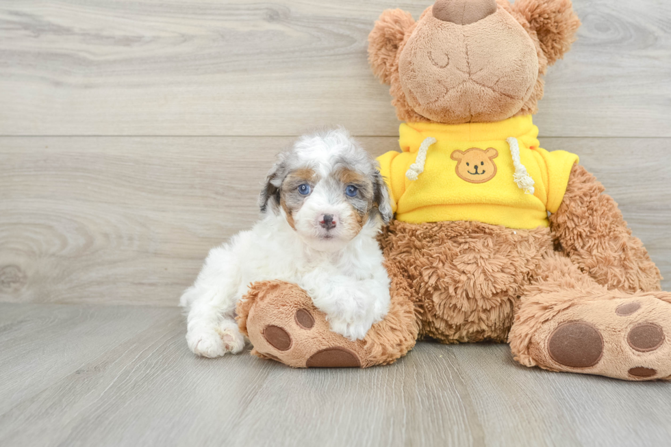 Cute Mini Aussiedoodle Baby