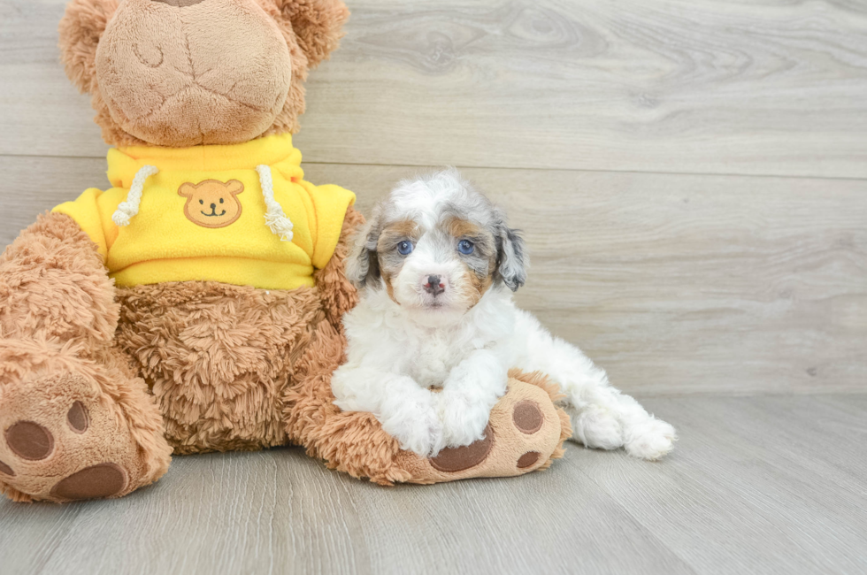 8 week old Mini Aussiedoodle Puppy For Sale - Premier Pups