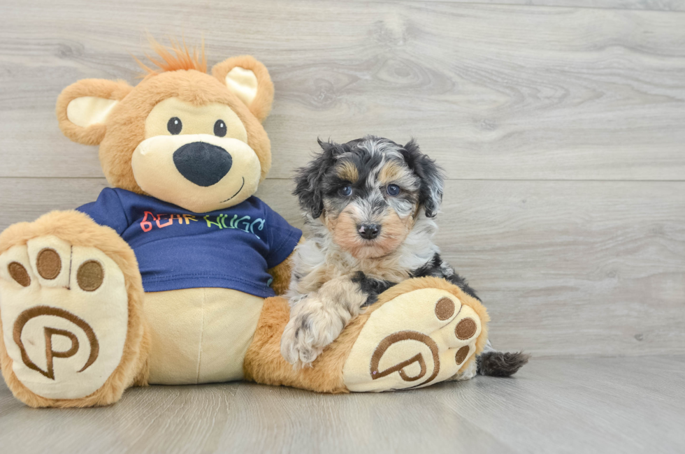 6 week old Mini Aussiedoodle Puppy For Sale - Premier Pups