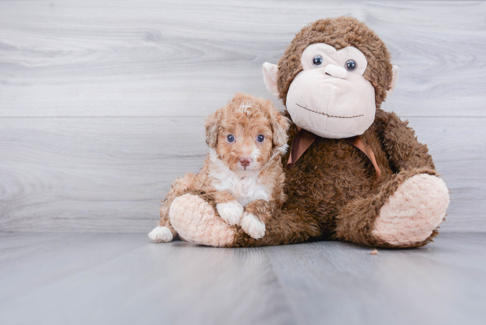 Happy Mini Aussiedoodle Baby