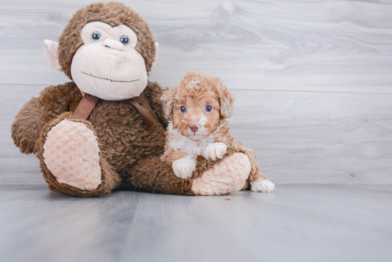 Happy Mini Aussiedoodle Baby