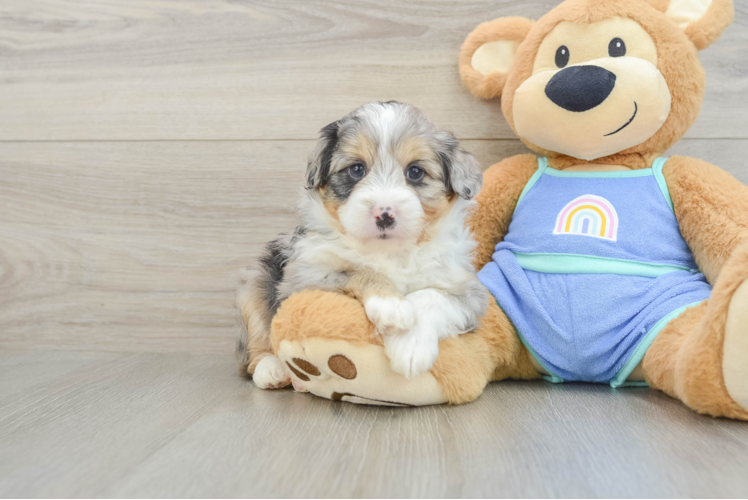 Hypoallergenic Aussiepoo Poodle Mix Puppy