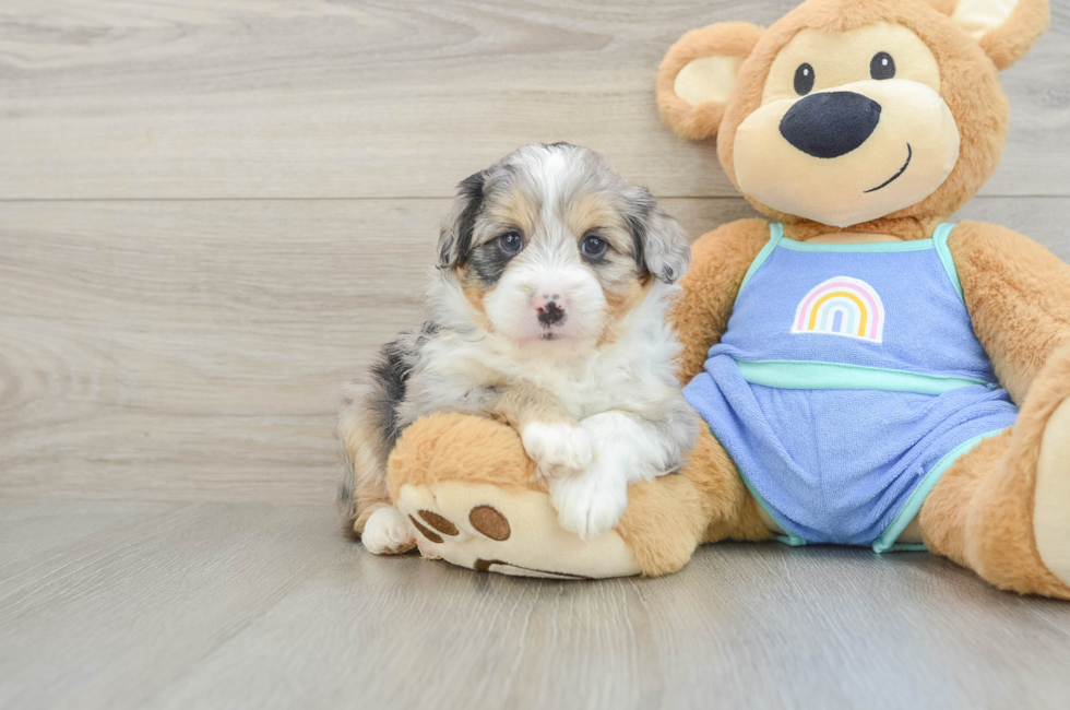 5 week old Mini Aussiedoodle Puppy For Sale - Premier Pups