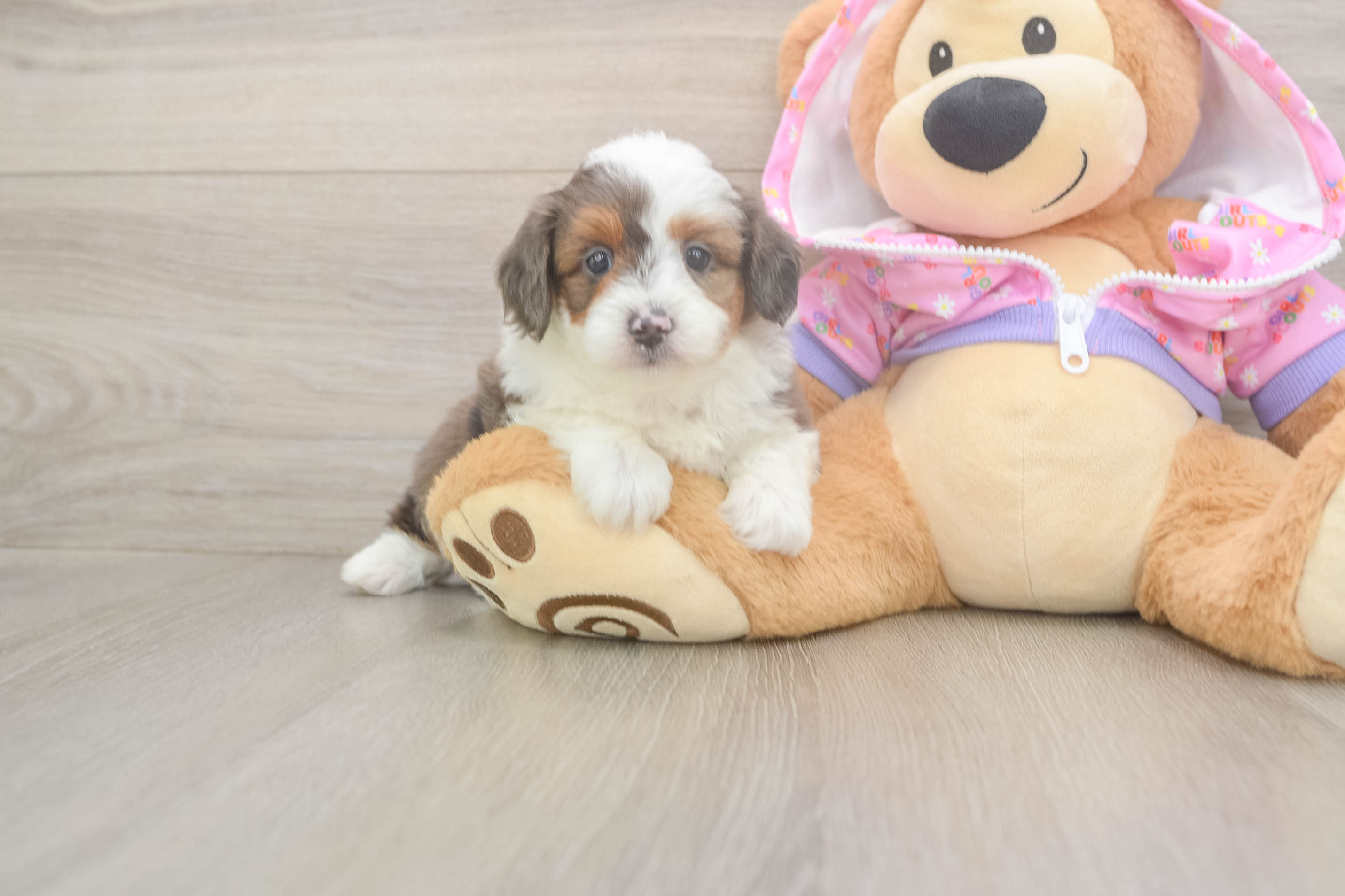 Smart Mini Aussiedoodle Poodle Mix Pup