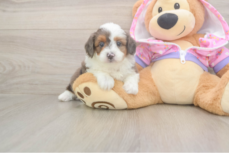 Smart Mini Aussiedoodle Poodle Mix Pup