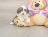 7 week old Mini Aussiedoodle Puppy For Sale - Premier Pups