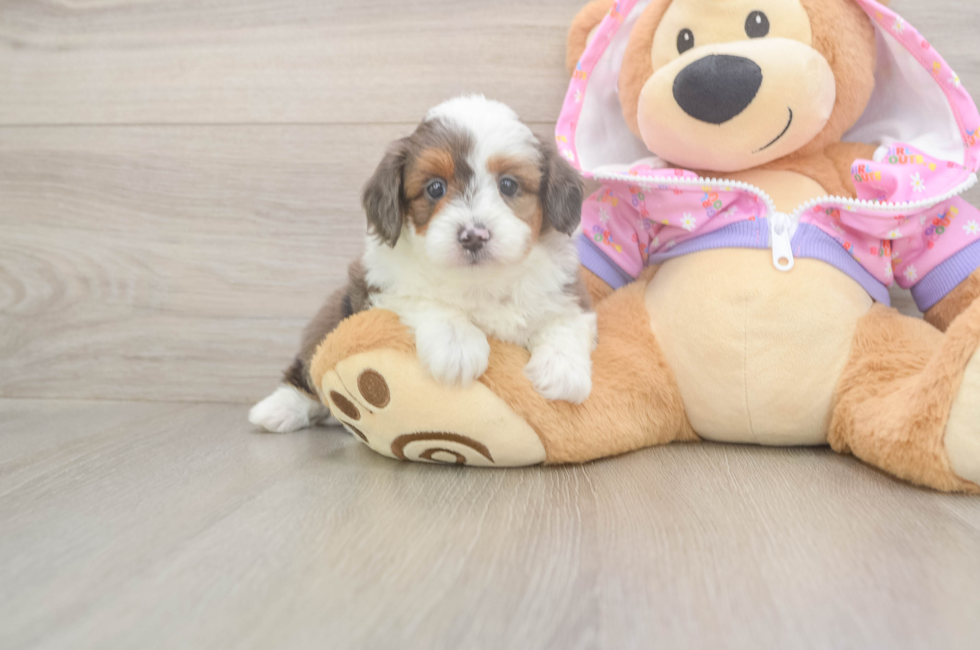 5 week old Mini Aussiedoodle Puppy For Sale - Premier Pups