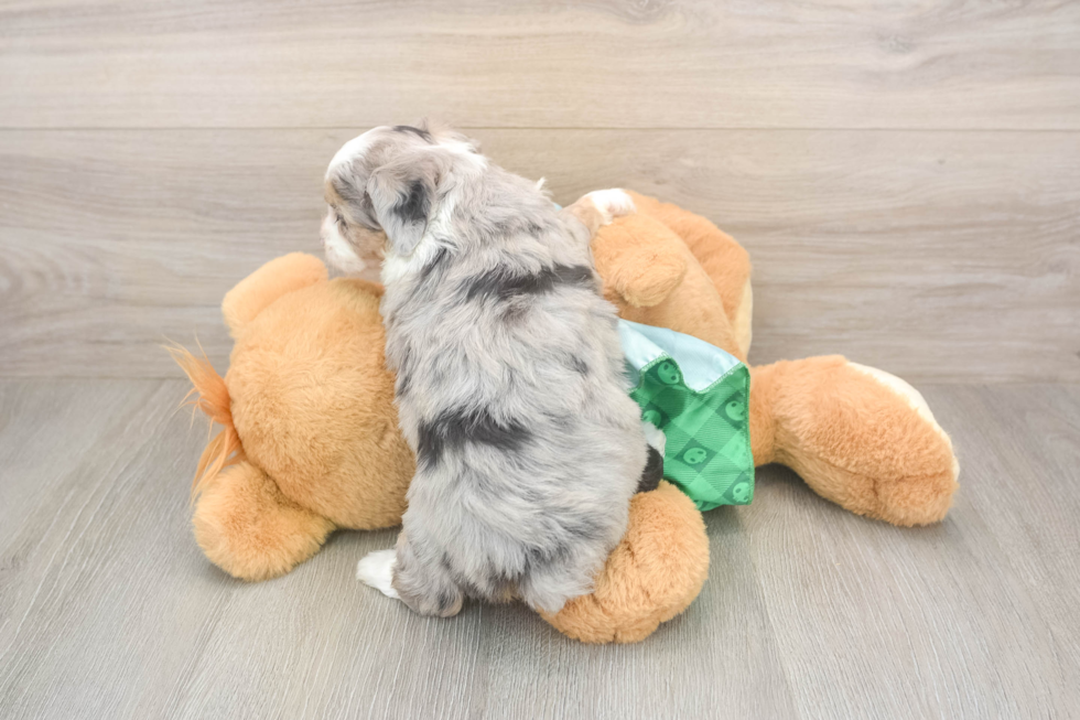 Popular Mini Aussiedoodle Poodle Mix Pup