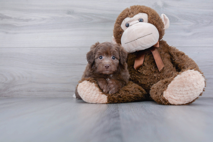 Small Mini Aussiedoodle Baby