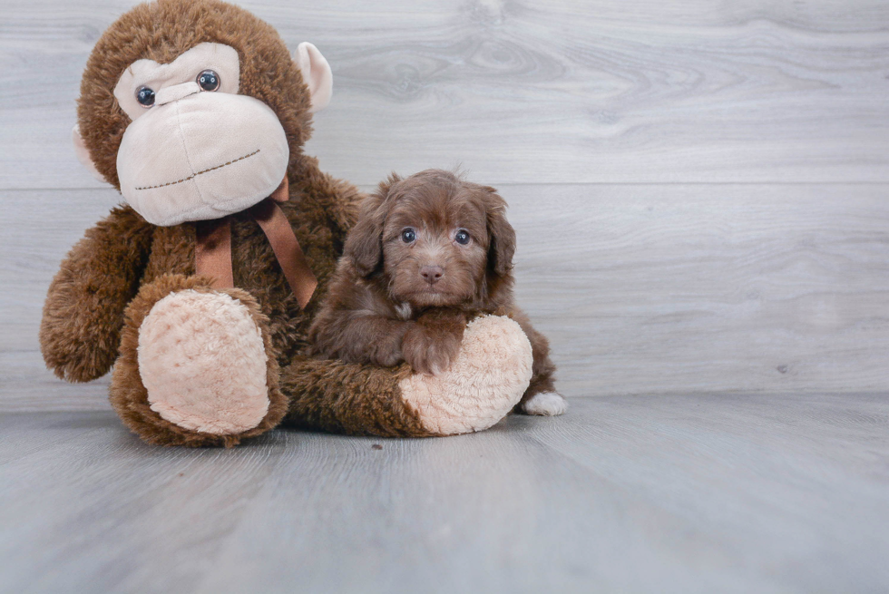 Small Mini Aussiedoodle Baby