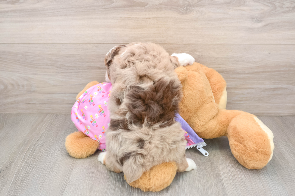 Best Mini Aussiedoodle Baby