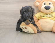 6 week old Mini Aussiedoodle Puppy For Sale - Premier Pups
