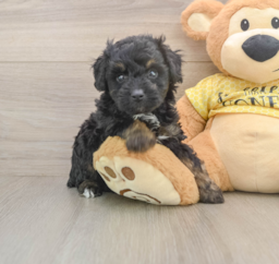 6 week old Mini Aussiedoodle Puppy For Sale - Premier Pups