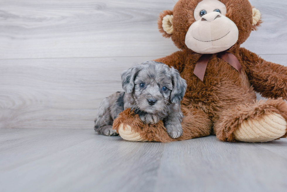 Best Mini Aussiedoodle Baby