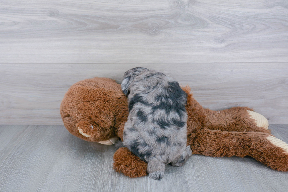 Playful Aussiepoo Poodle Mix Puppy