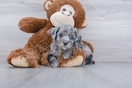 Friendly Mini Aussiedoodle Baby