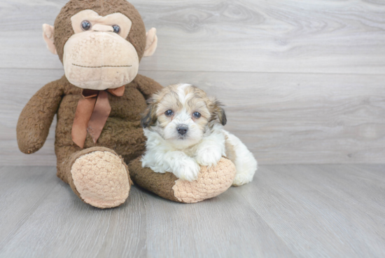 Best Mini Aussiedoodle Baby