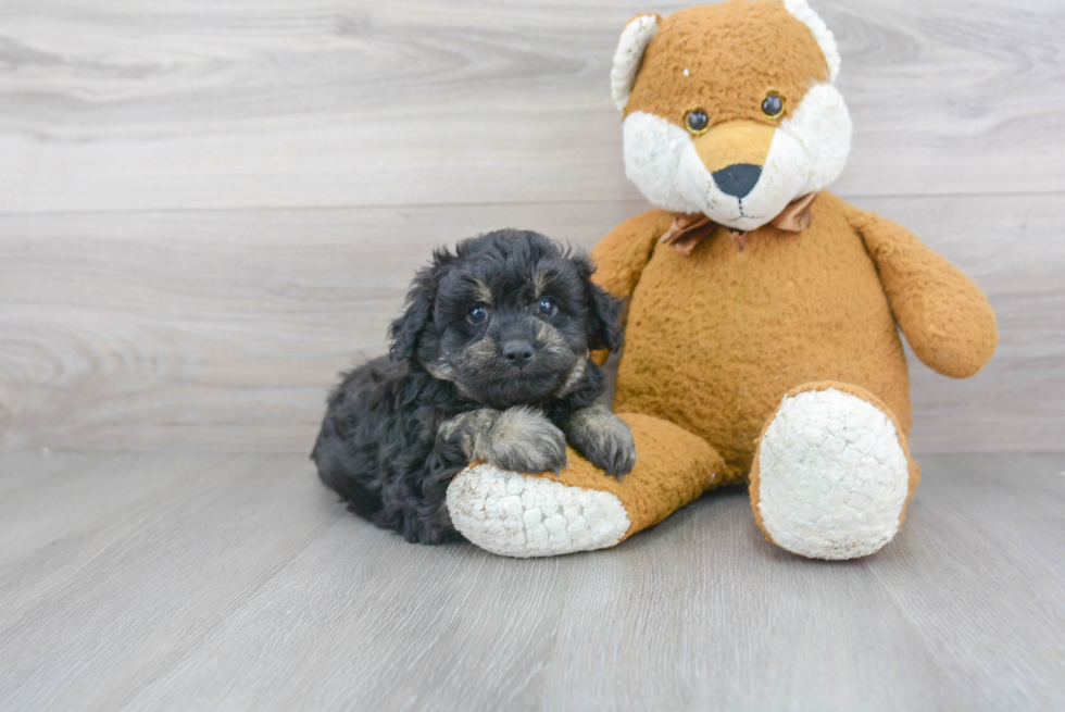 Mini Aussiedoodle Pup Being Cute