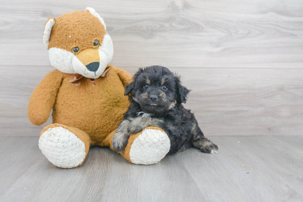 Hypoallergenic Aussiepoo Poodle Mix Puppy