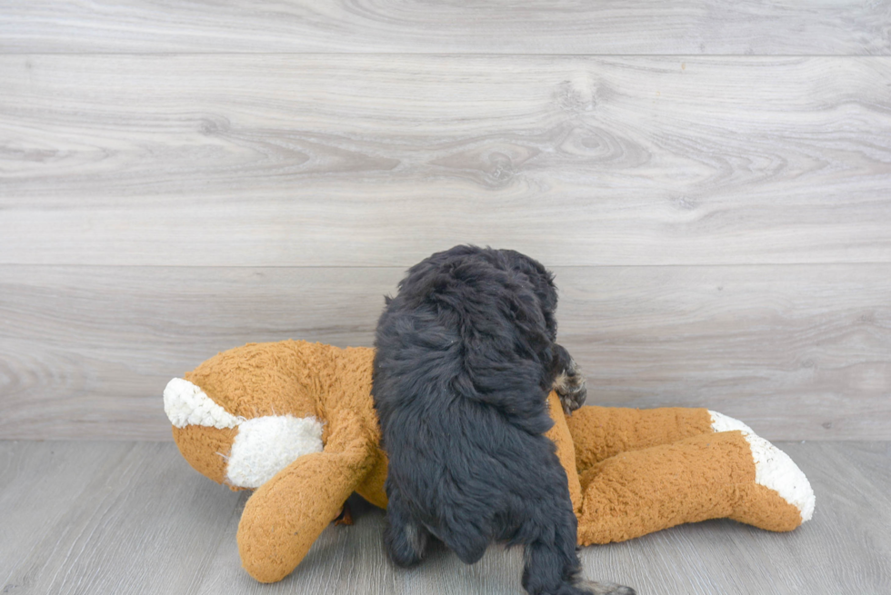 Mini Aussiedoodle Pup Being Cute