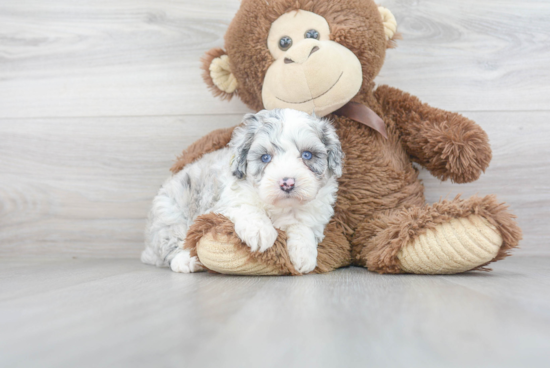 Little Aussiepoo Poodle Mix Puppy