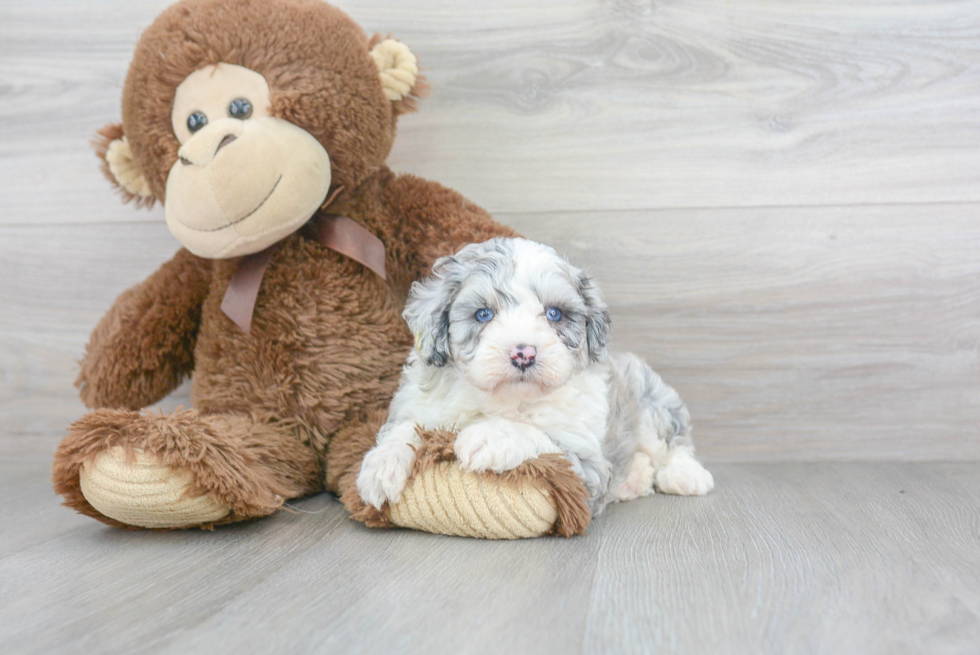 Petite Mini Aussiedoodle Poodle Mix Pup