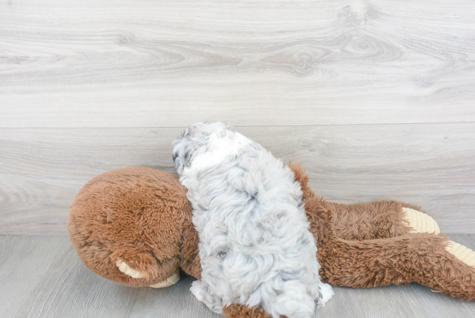 Best Mini Aussiedoodle Baby