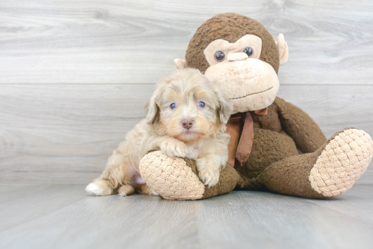 Adorable Aussiepoo Poodle Mix Puppy