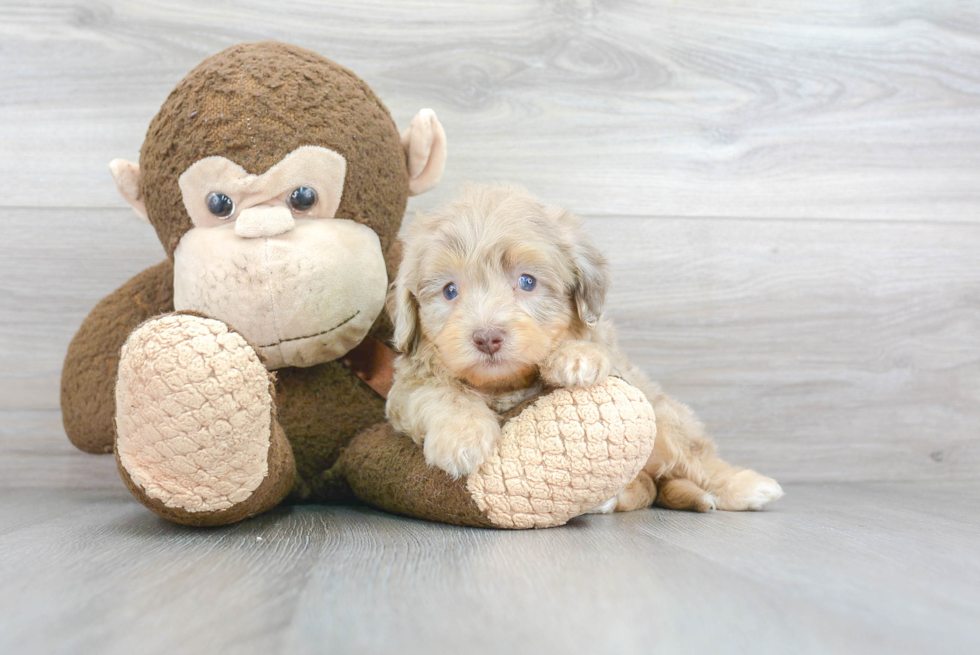 Small Mini Aussiedoodle Baby