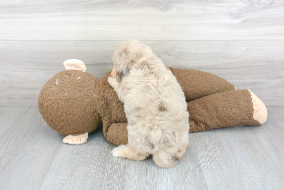 Mini Aussiedoodle Puppy for Adoption
