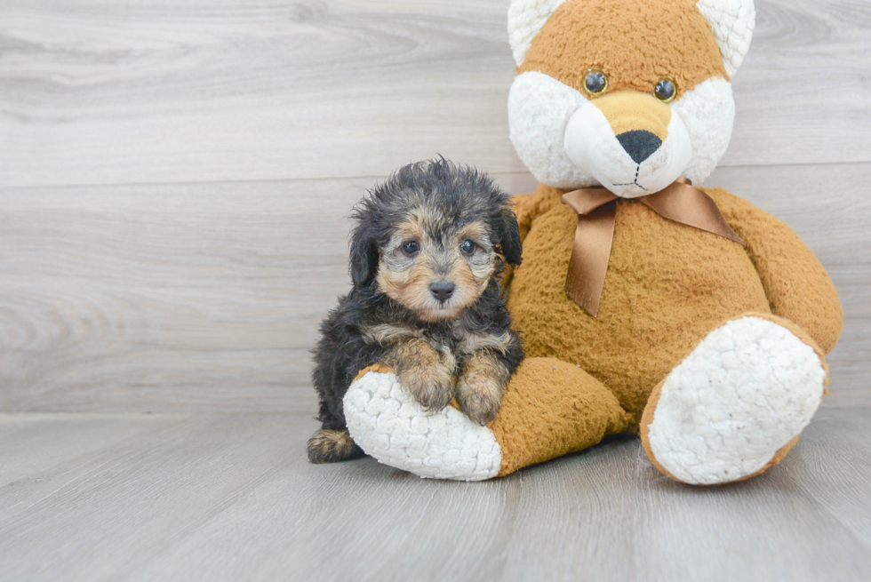 Best Mini Aussiedoodle Baby