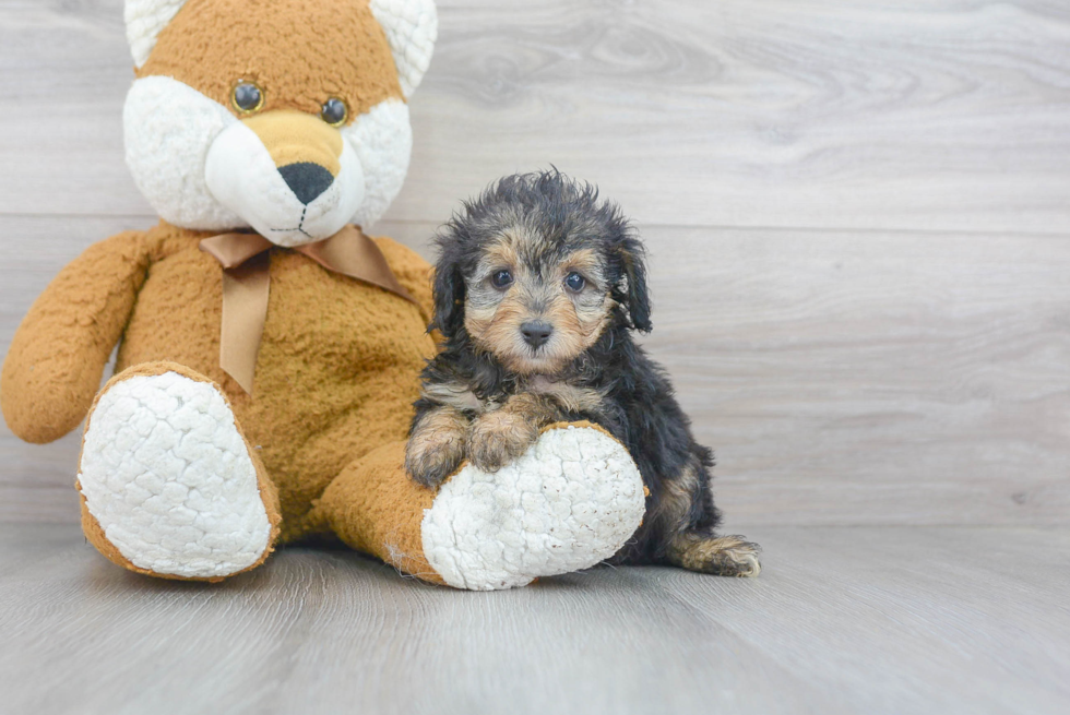 Smart Mini Aussiedoodle Poodle Mix Pup