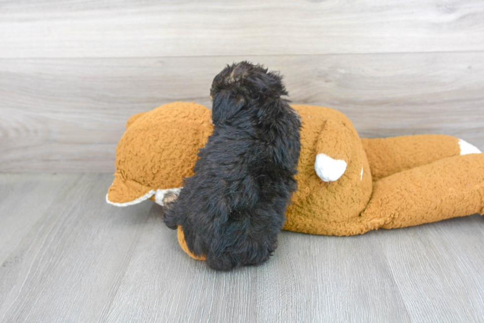 Small Mini Aussiedoodle Baby