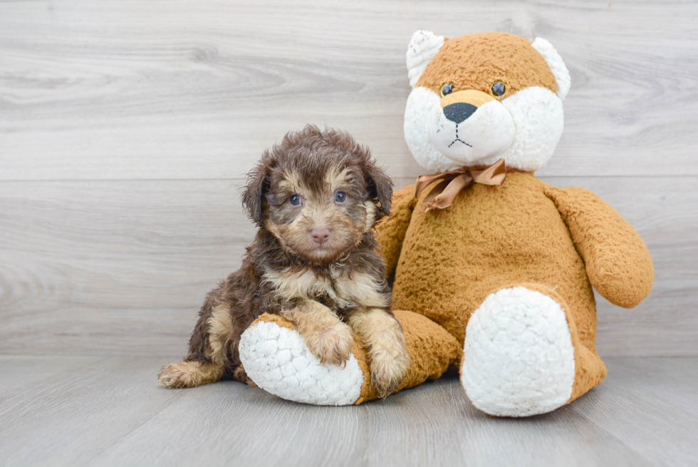 Petite Mini Aussiedoodle Poodle Mix Pup