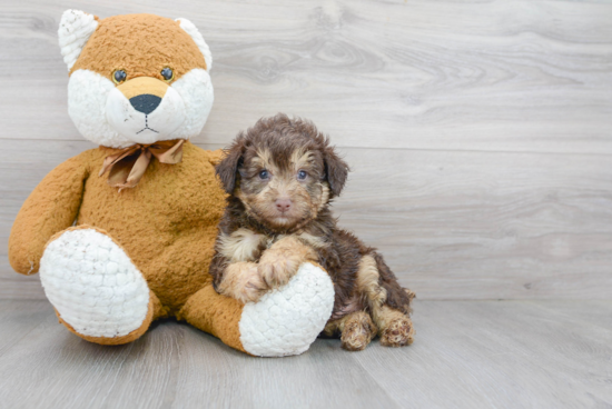 Mini Aussiedoodle Pup Being Cute