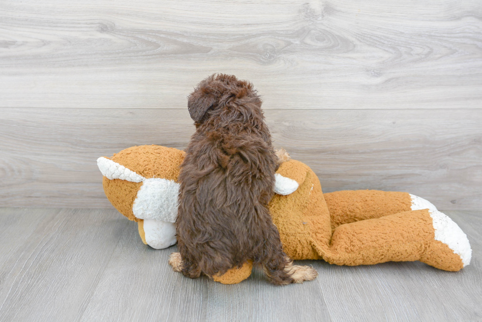 Small Mini Aussiedoodle Baby