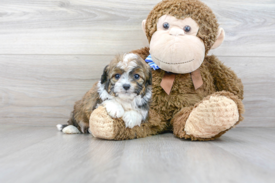 Mini Aussiedoodle Puppy for Adoption