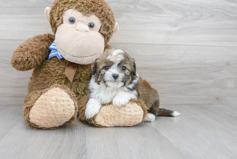 Small Mini Aussiedoodle Baby