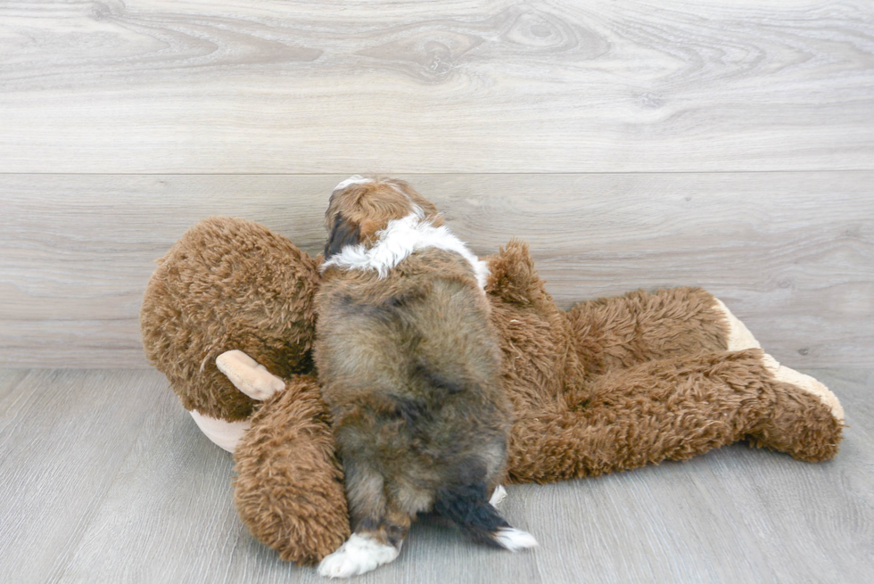 Mini Aussiedoodle Pup Being Cute