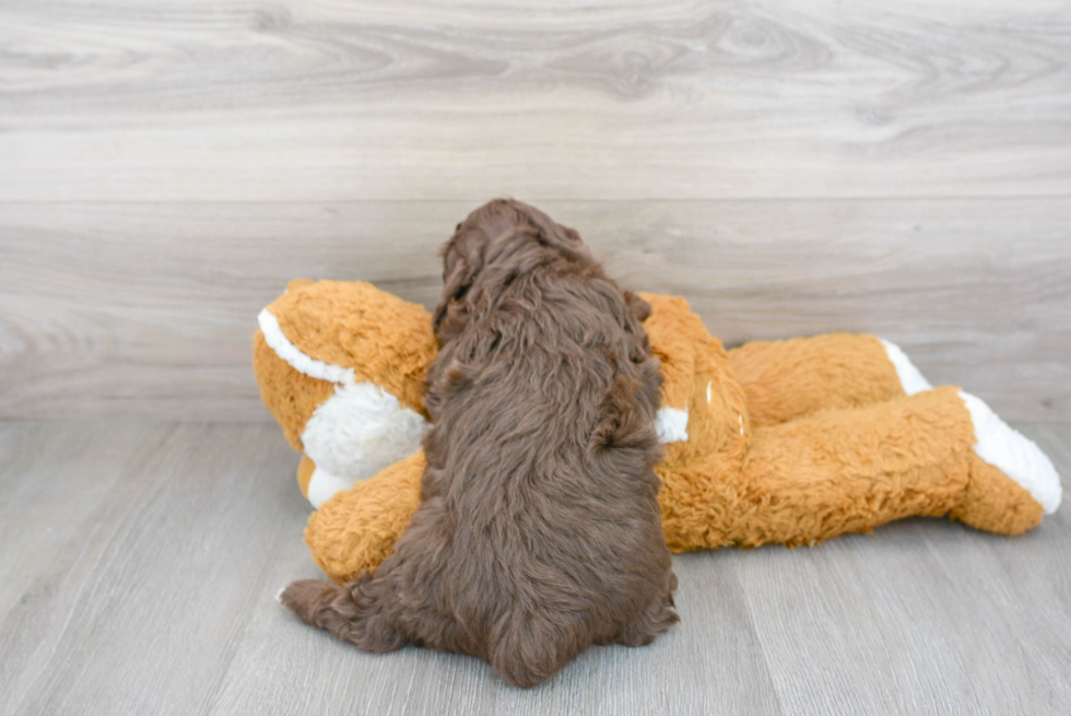 Mini Aussiedoodle Pup Being Cute