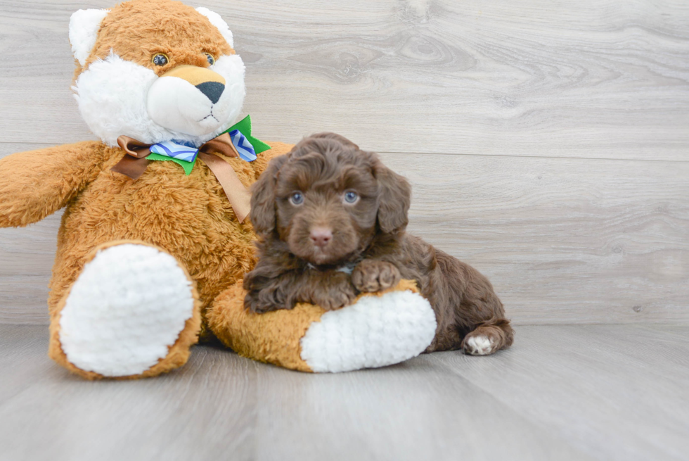 Mini Aussiedoodle Pup Being Cute