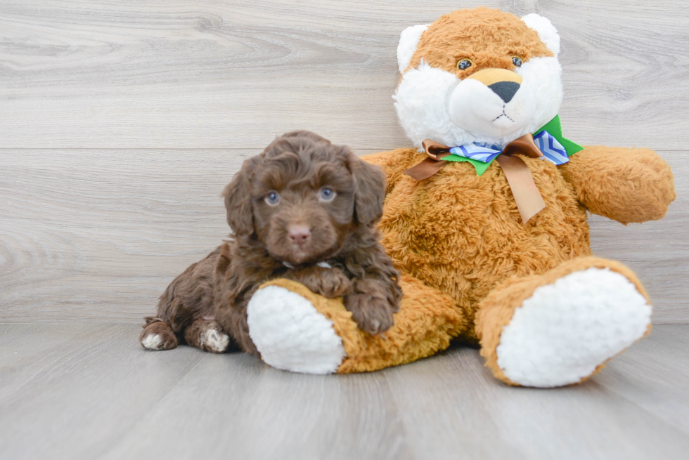 Mini Aussiedoodle Puppy for Adoption