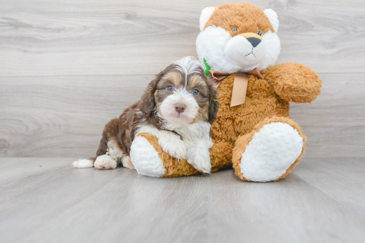 Funny Mini Aussiedoodle Poodle Mix Pup