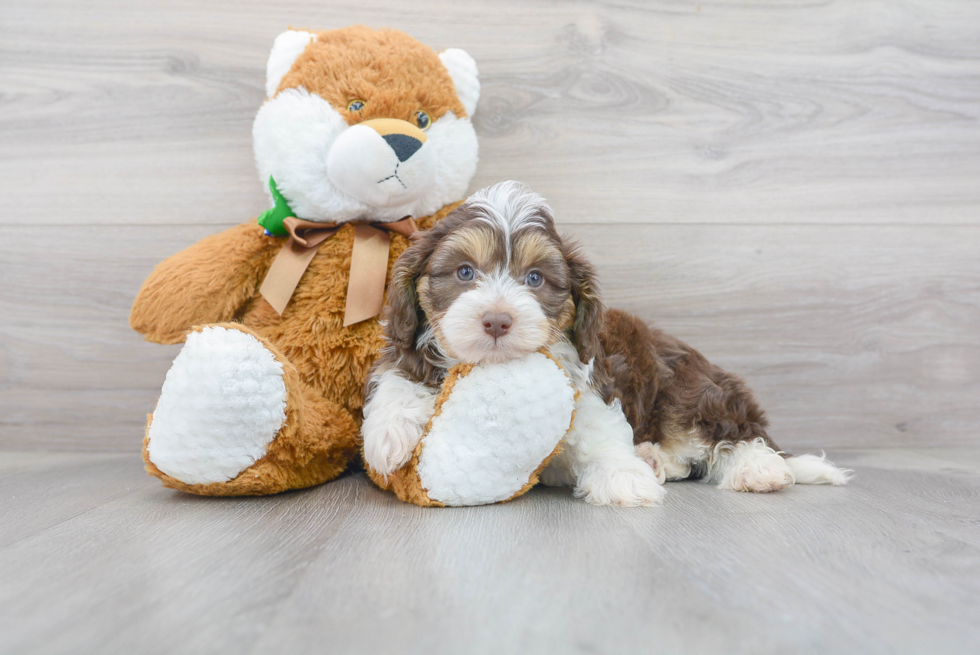 Mini Aussiedoodle Puppy for Adoption