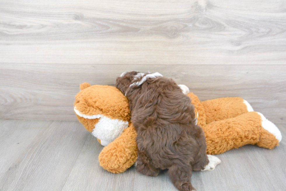 Mini Aussiedoodle Puppy for Adoption